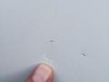 resized_35060397955bd06f7891bd.jpg