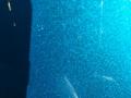 resized_185376701656e95afe49049.jpg